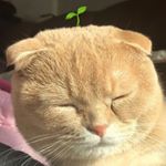 Profile Picture of KIM DA HYEON (@da._.hn) on Instagram