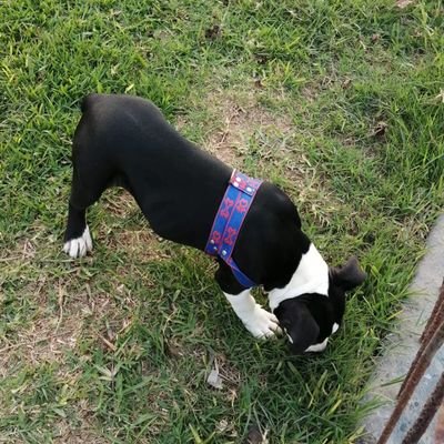 Profile Picture of Jaime Henry Pando Cisneros (@el_pando) on Twitter