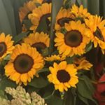 Profile Picture of Ana Joma Fasano (@ana.fasano) on Instagram
