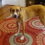 Profile Picture of Nancy Archbold Klingler (@nancyarchboldklingler) on Instagram
