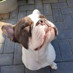 Profile Picture of Claudia Schellenbach (@schebaube73) on Instagram