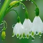 Profile Picture of Vicki Rudolphy (@vbrudo) on Instagram