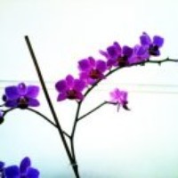 Profile Picture of Dianne Coleman (@dianne-coleman-6) on Quora