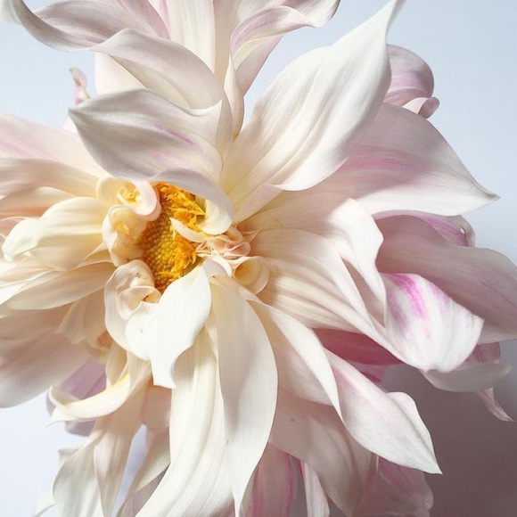 Profile Picture of Joseline Martinez (@joselinem12) on Poshmark