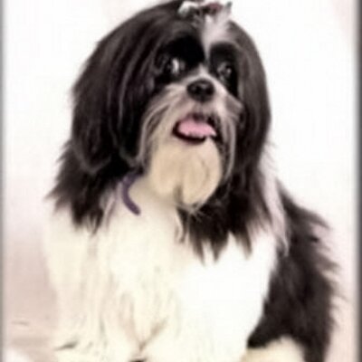 Profile Picture of Beverly Rosenberg (@caninecompanion) on Twitter