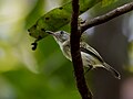 Profile Picture of Pelzeln's tody-tyranton Wikipedia