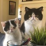 Profile Picture of Erikku & Arthur (@brotherssmush) on Instagram
