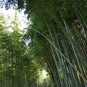 Profile Picture of Ng Anthony (@HONCHIT2617) on Youtube