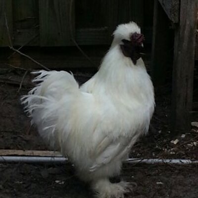 Profile Picture of Kevin Lindblad (@KevinLindblad) on Twitter