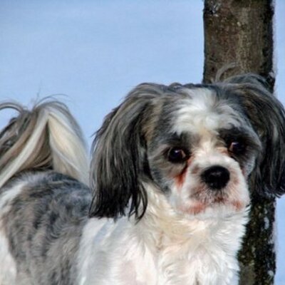 Profile Picture of Nancy Travis (@mrclooneydog) on Twitter