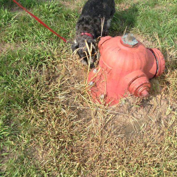 Joel Girschner - Poshmark Profile Picture of Joel Girschner (@jbgirschne21) on Poshmark