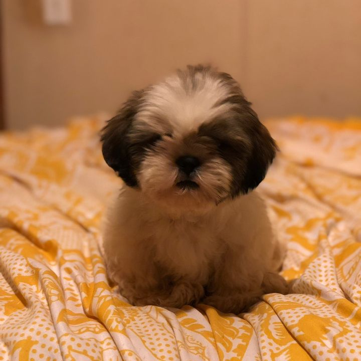 Stephanie - Tiktok Profile Picture of Stephanie (@stephaniersandoval) on Tiktok