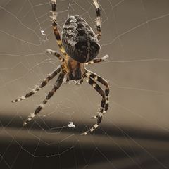 Profile Picture of iancrossley99 (@iancrossley99) on Tiktok