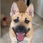 Profile Picture of Isabel James (@isabelthepitsky) on Instagram