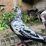 Res Tiono - Facebook Profile Picture of Res Tiono (@Res-Tiono) on Facebook