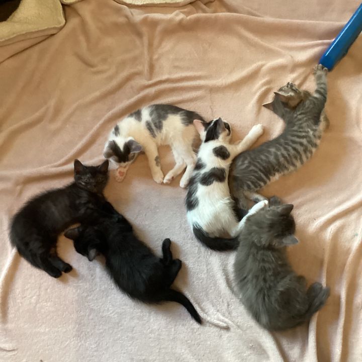 Profile Picture of Keisha  Dodd (@keisha.dodd) on Tiktok