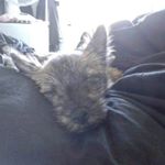 Profile Picture of Ina Lamy🐶 (@alicelamy91) on Instagram