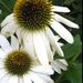 Profile Picture of Manon Paiement (@manoska) on Pinterest