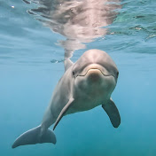 Dmitri Petrov - Youtube Profile Picture of Dmitri Petrov (@DmitriP814) on Youtube