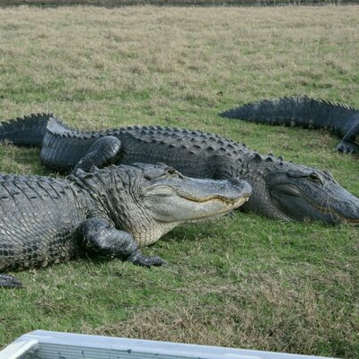 Profile Picture of Dave Wagstaff (@quadtrac590) on Twitter