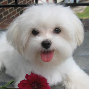 Profile Picture of Pat Davidson (@patdavidson1220) on Youtube