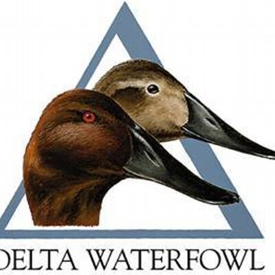 Profile Picture of Brian Baumgarten (@@DeltaWaterfowl_) on Twitter