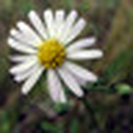 Profile Picture of Alstan Jakubiec (@alstanjakubiec) on Flickr