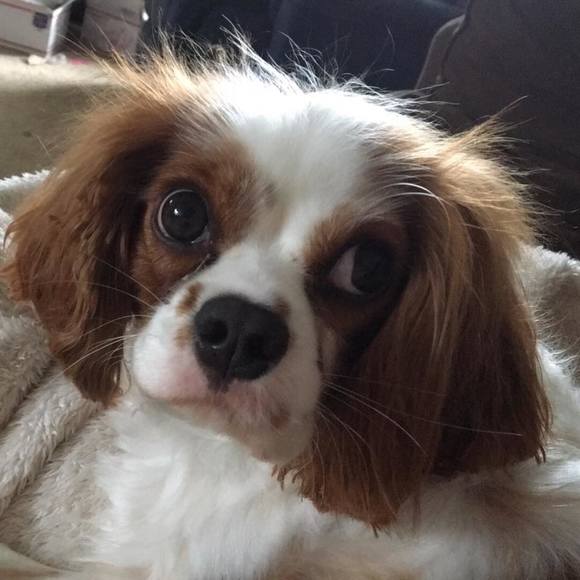 Profile Picture of Abigail Dirksmeier (@taotastic) on Poshmark