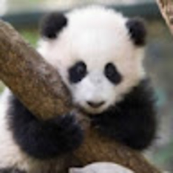 Profile Picture of Mandy Day (@mandy2003257) on Poshmark