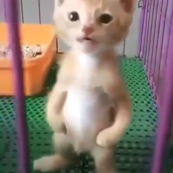 Profile Picture of David Zapien (@rogeliog59) on Poshmark