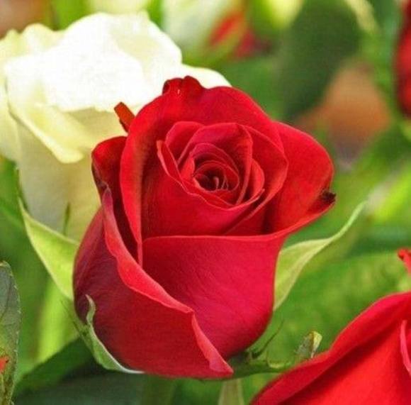 Minerva Ramirez - Poshmark Profile Picture of Minerva Ramirez (@rosa_secrets08) on Poshmark