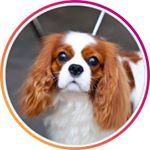 Profile Picture of Cavalier King Charles Spaniel (@ckcslover) on Instagram