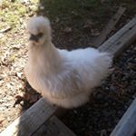 Peter DiAngelis - Instagram Profile Picture of Peter DiAngelis (@peterdiangelis) on Instagram