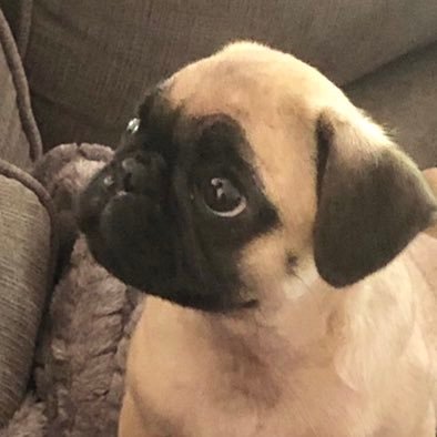 Profile Picture of Joanne Vecce (@JoanneVecce) on Twitter