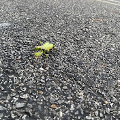 Profile Picture of Shayna Gonzalez (@shaynagonzalez7465) on Youtube