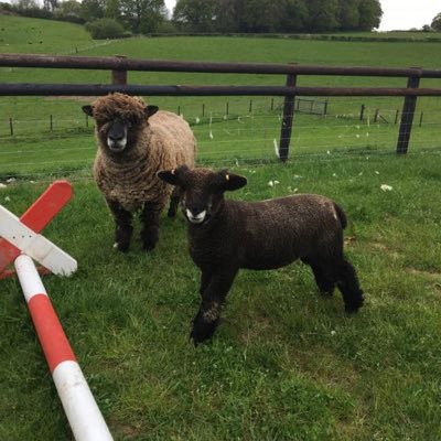 Profile Picture of Sue Legge (@LeggeSue) on Twitter