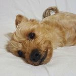 Profile Picture of 🐾Sasha & Casper🐾 (@tedogted) on Instagram