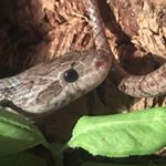 Profile Picture of Aaron wyeth (@_a_wyeth_) on Instagram