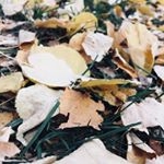 Andrea Bailey - Instagram Profile Picture of Andrea Bailey (@andreabailey56) on Instagram