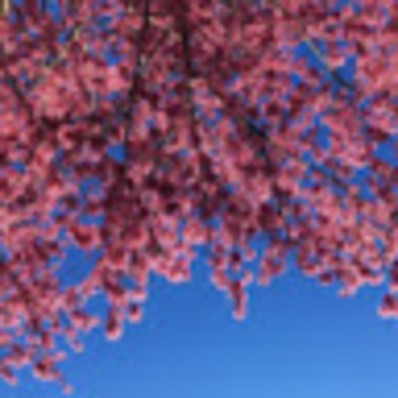 Profile Picture of Lucy Bryce (@lucybryce) on Poshmark