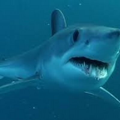 Profile Picture of Jeff Hamer (@BlueMako25) on Twitter