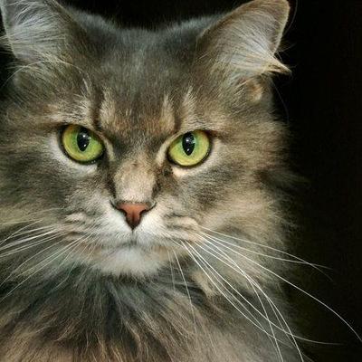 Profile Picture of Gail Daniels (@GailOtelia4) on Twitter