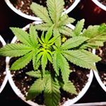 Profile Picture of Aaron Leblanc (@aaron.p.leblanc) on Instagram