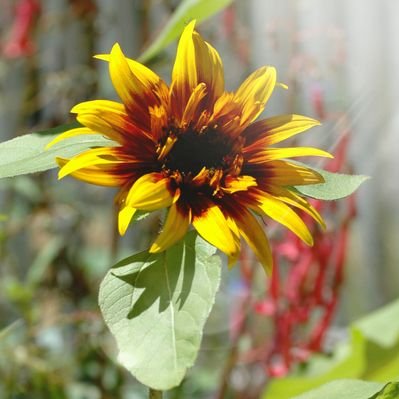 Profile Picture of Janice Walsh (@JanLWalsh) on Twitter