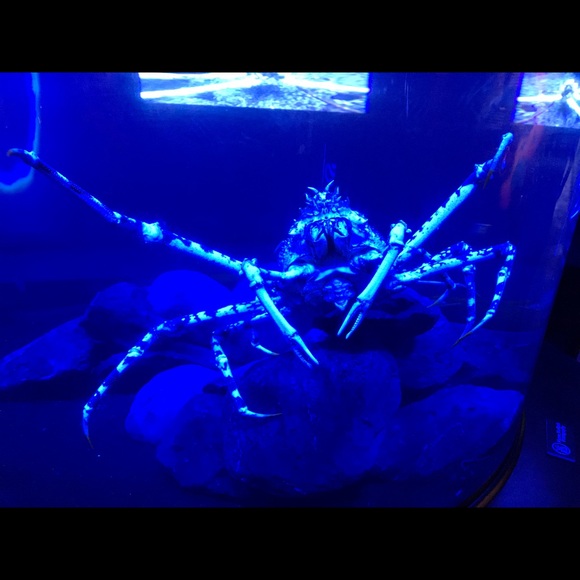 Profile Picture of Jason Theriot (@crazycajun91172) on Poshmark