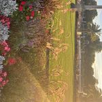 Profile Picture of 도연 (@myluvpurpleplum) on Instagram