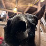 Profile Picture of Heather Friday (@painterlyfabfriday) on Instagram