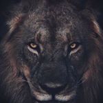 Profile Picture of Pavel Fomin (@fominpavell) on Instagram