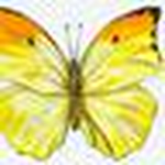 Profile Picture of Heidi Janssen (@Heidikins1) on Flickr