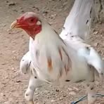 Profile Picture of Daniel Backyard (@Daniel-Backyard) on Facebook